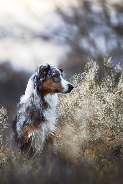 Australian Shepherd, Tierfotografie Magdeburg